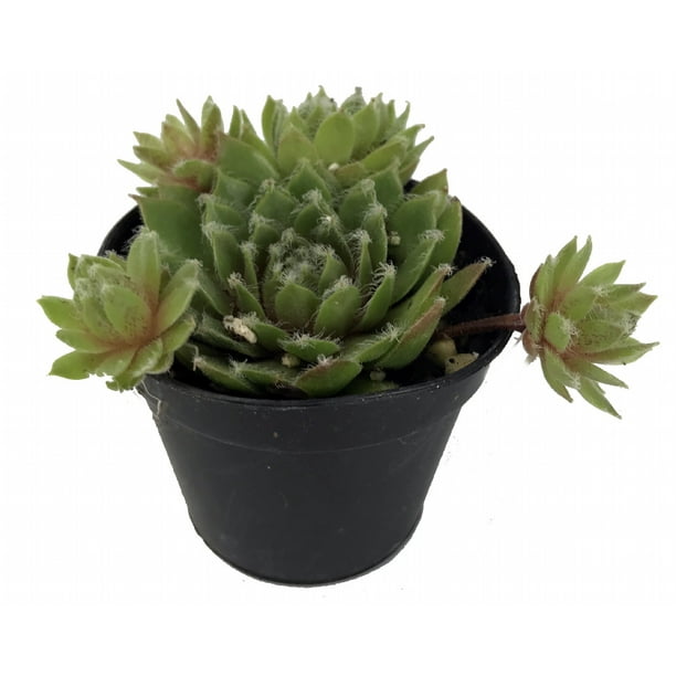 Healthy Hens /& Chicks Best Deal on 10 Sempervivum 10 varieties of Colorful